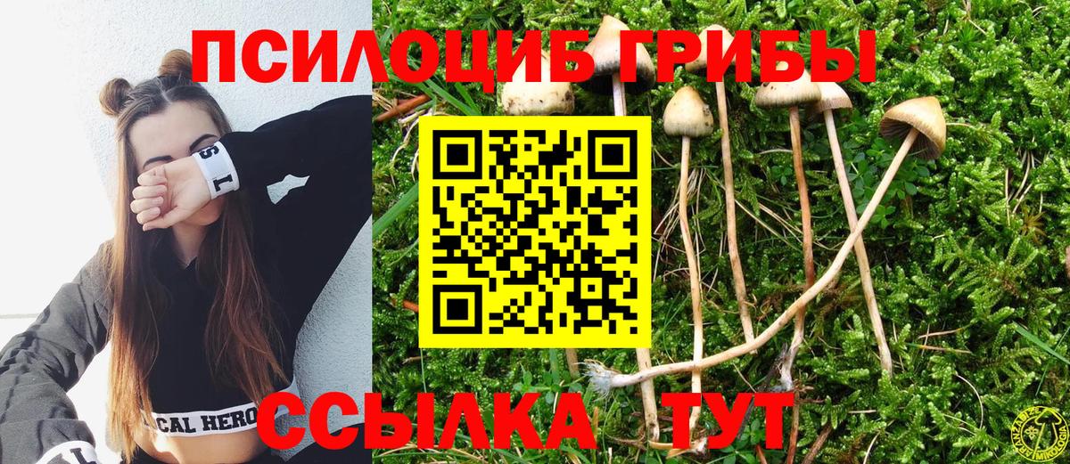 Псилоцибиновые грибы мицелий Фролово